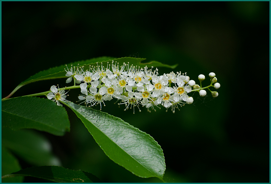 photo "***" tags: nature, flowers