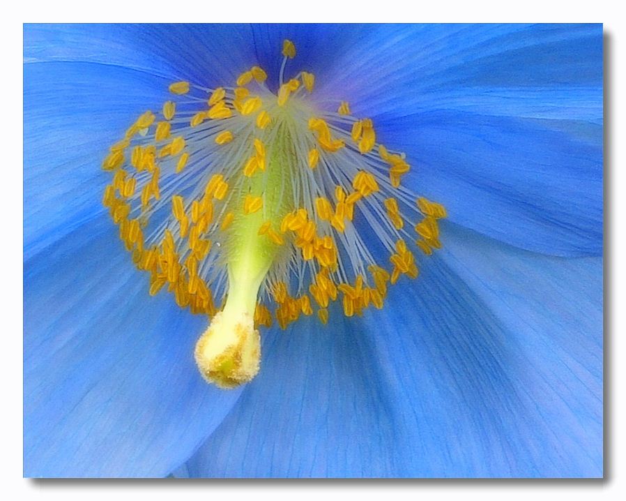 photo "Meconopsis betonicifolia" tags: nature, flowers