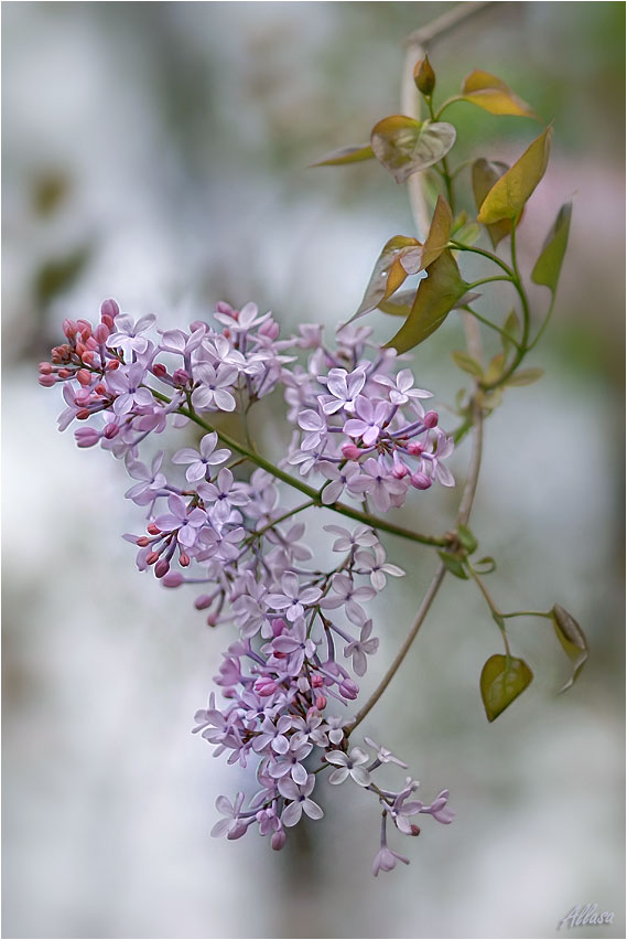 photo "***" tags: nature, flowers