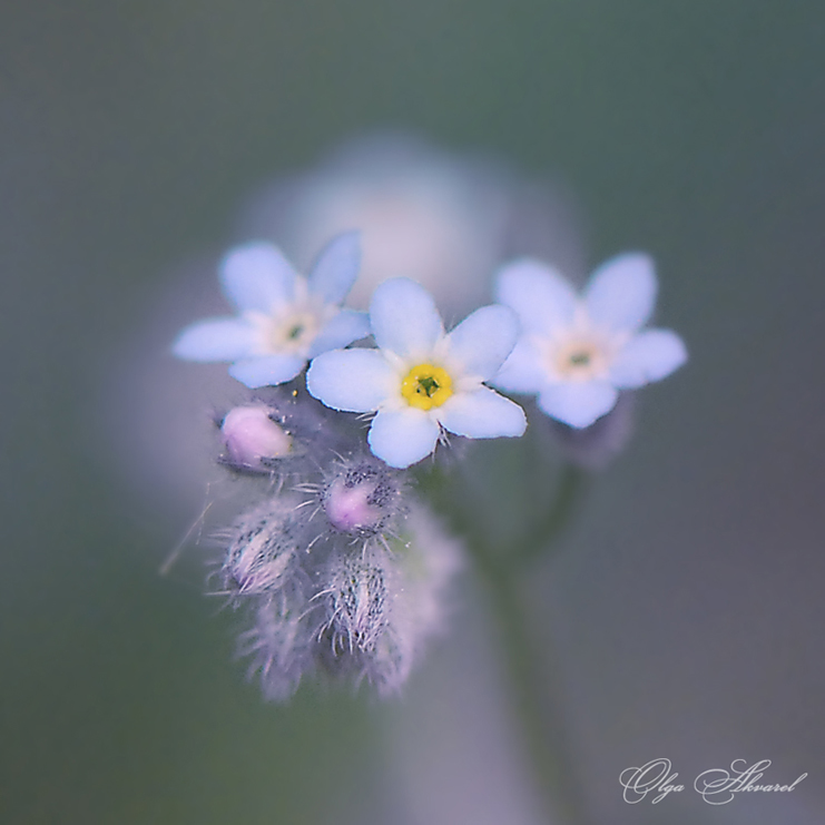 photo "***" tags: nature, flowers