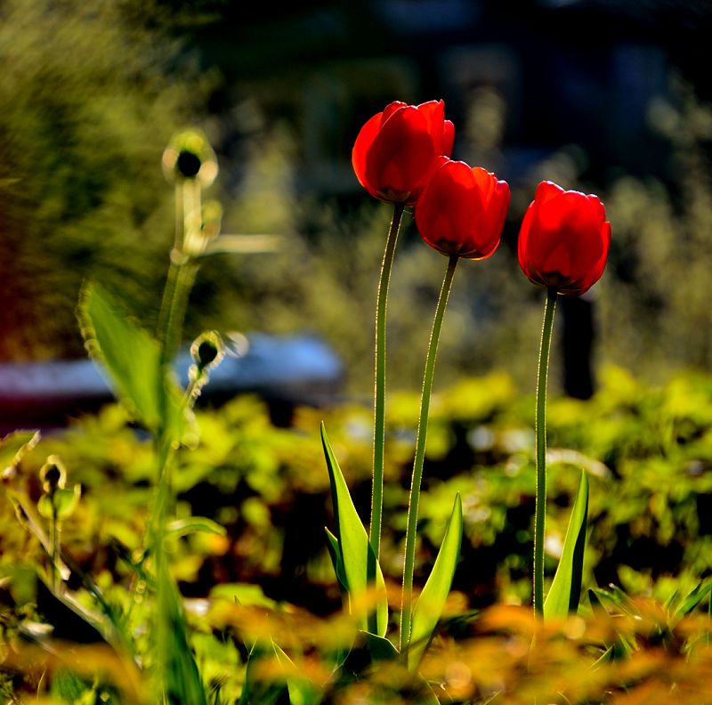 photo "***" tags: nature, flowers