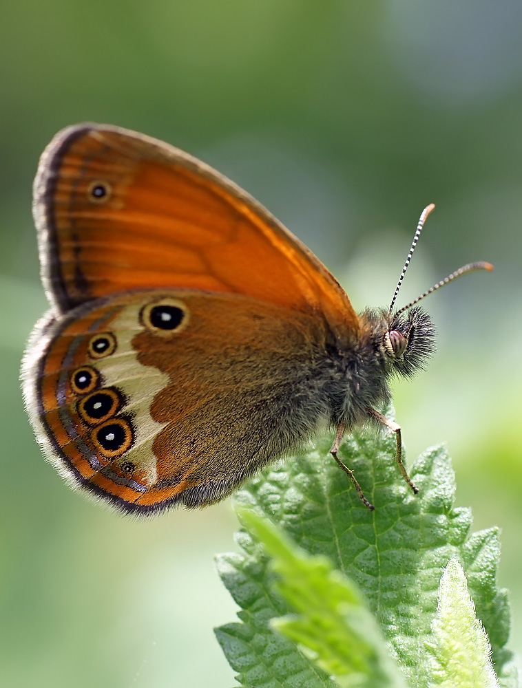 photo "Сенница Аркания" tags: macro and close-up, nature, insect