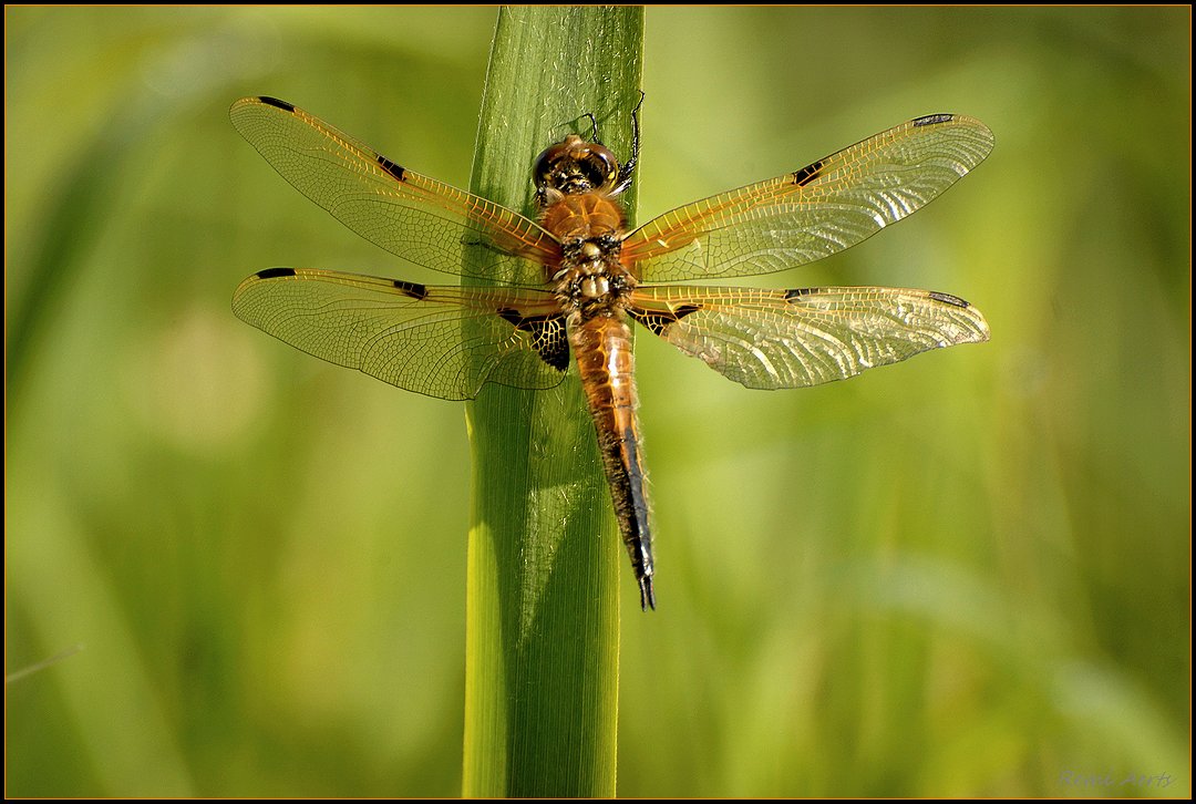 photo "***" tags: nature, insect