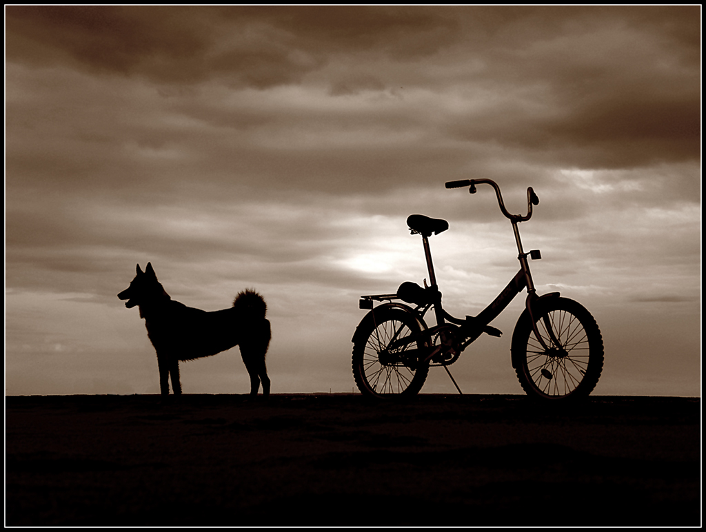 photo "Friends of men" tags: nature, technics, pets/farm animals