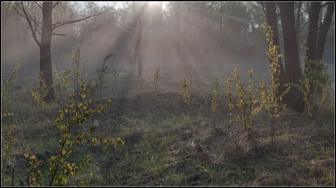 photo "sunny morning" tags: landscape, forest, spring