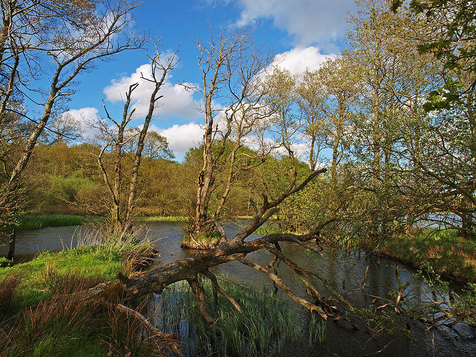 photo "Jutland Wilderness" tags: landscape, forest