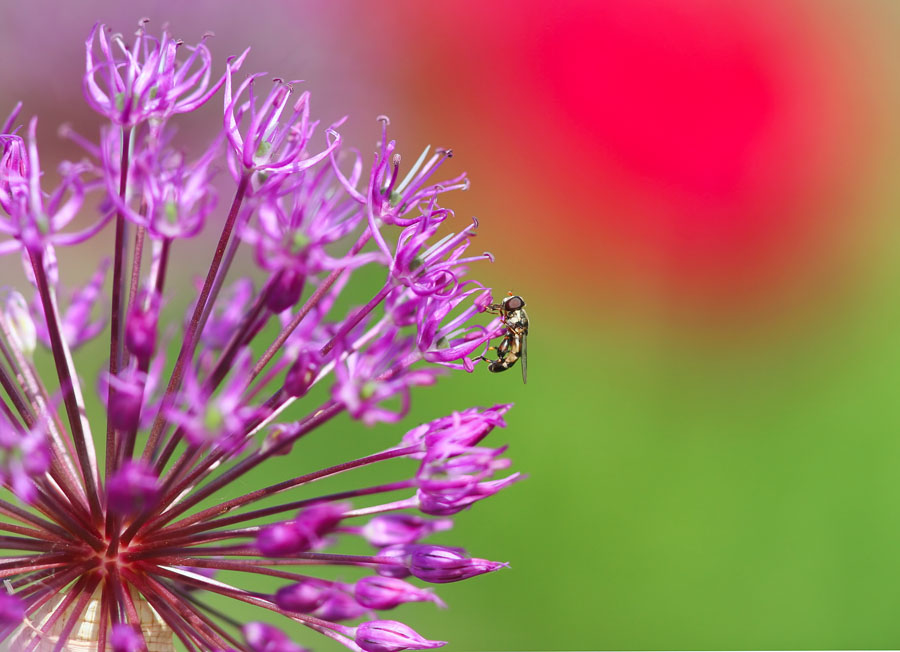 photo "***" tags: nature, insect