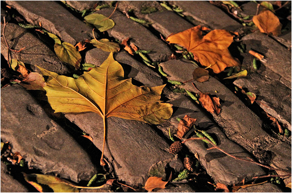 photo "Night autumn leaves." tags: city, 