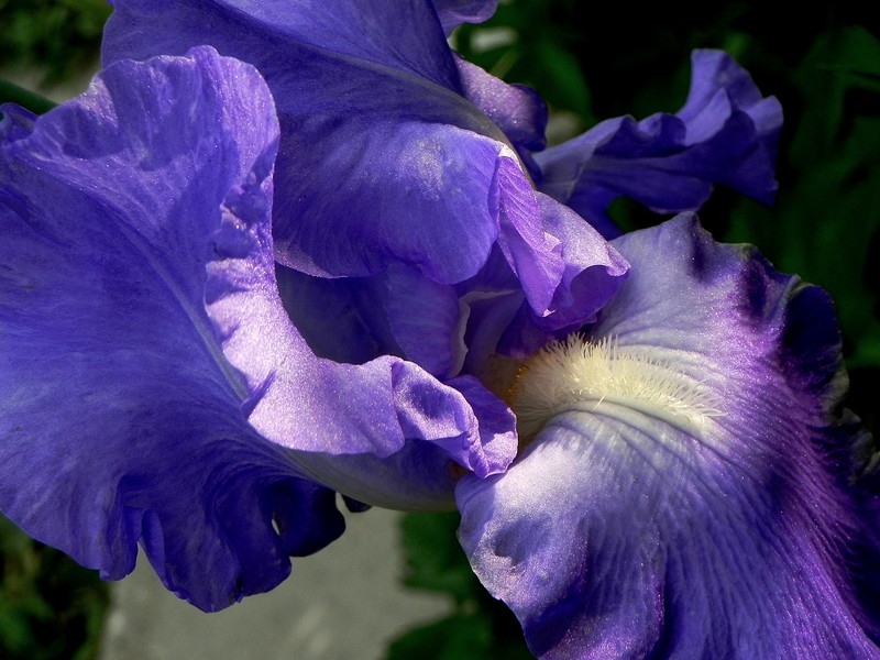 photo "***" tags: nature, macro and close-up, flowers