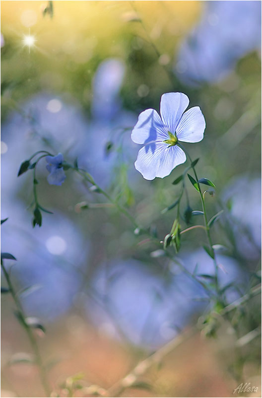 photo "***" tags: nature, digital art, flowers