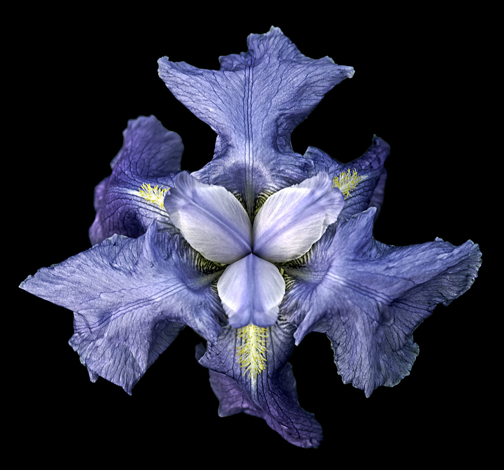 фото "Iris kampfaeri" метки: природа, цветы