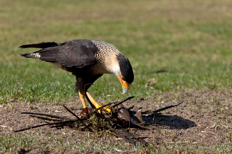 photo "Carcará" tags: nature, pets/farm animals