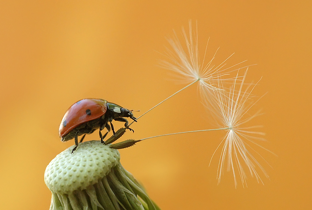 photo "божья коровка" tags: macro and close-up, nature, insect