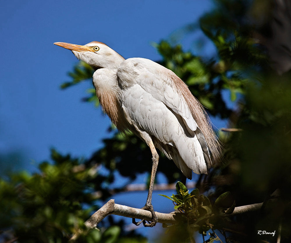 фото "Cattle egret" метки: путешествия, природа, Африка, домашние животные