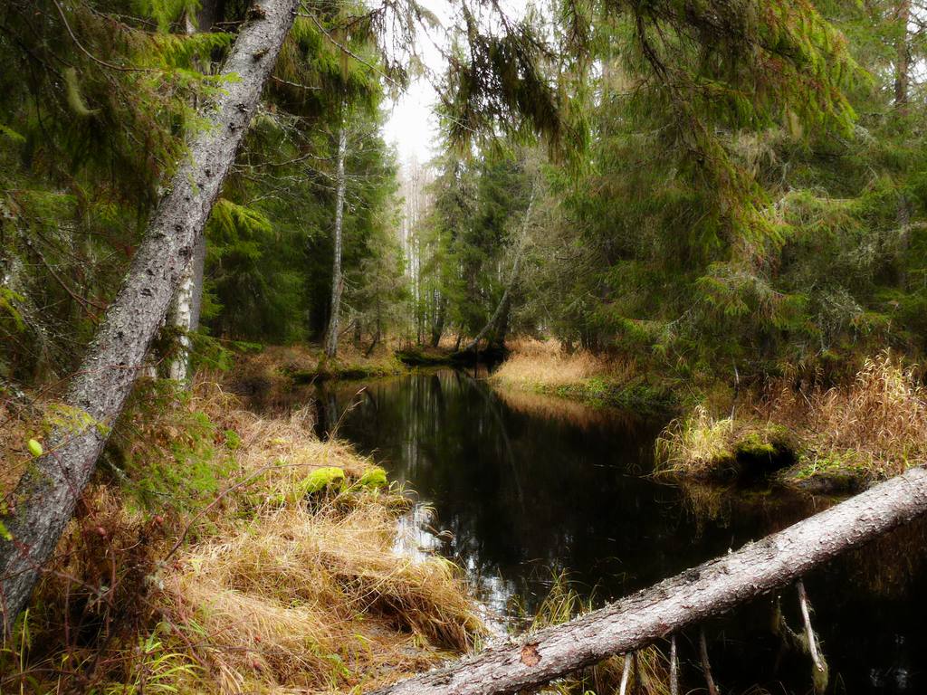 photo "***" tags: landscape, forest, water