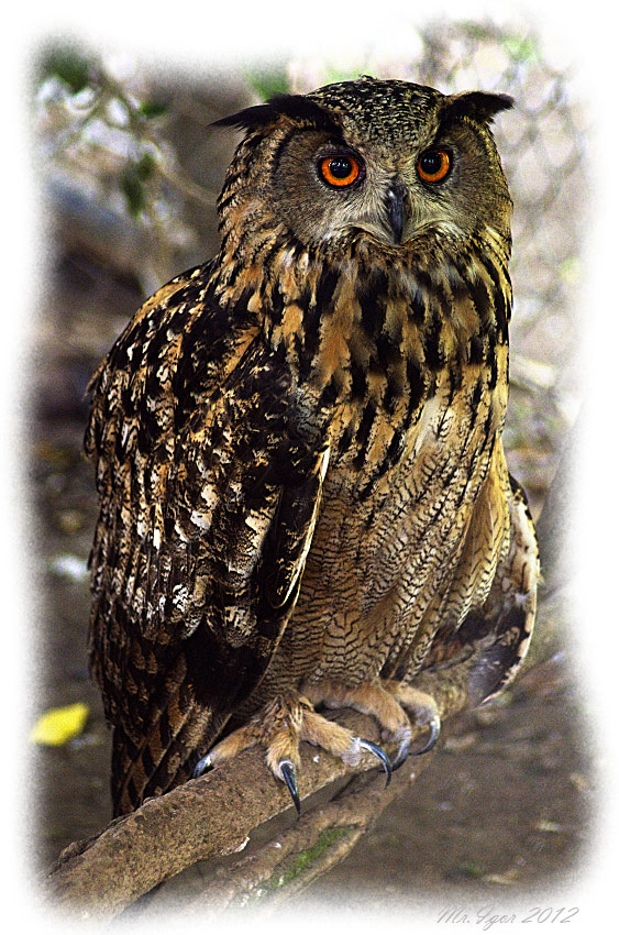 photo "Bubo bubo bubo" tags: nature, wild animals