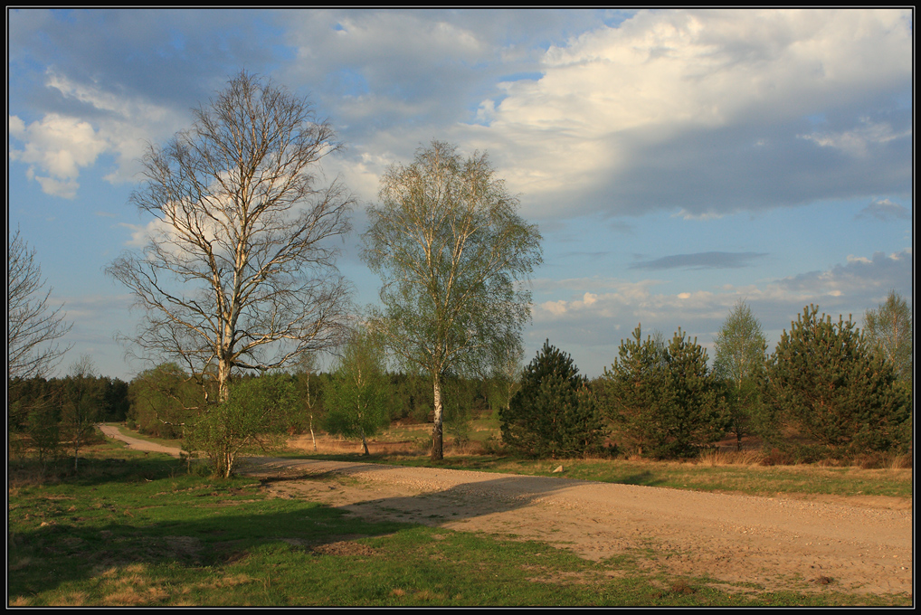 photo "***" tags: landscape, forest, spring