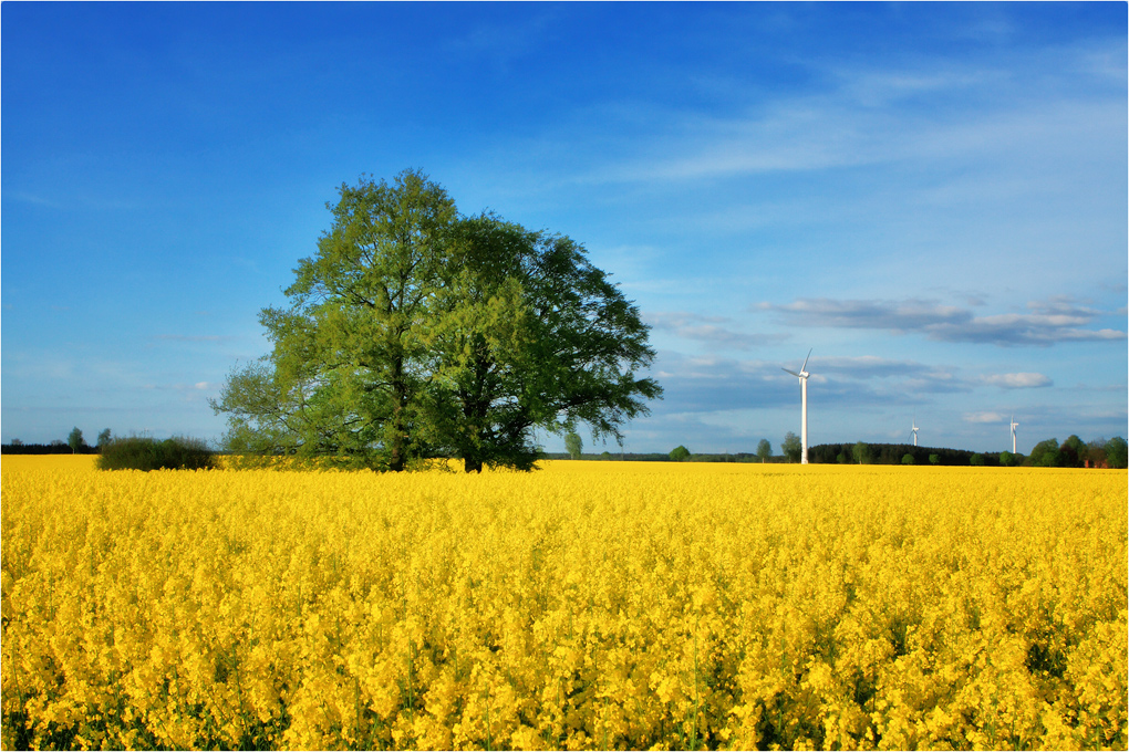 photo "***" tags: landscape, forest, spring