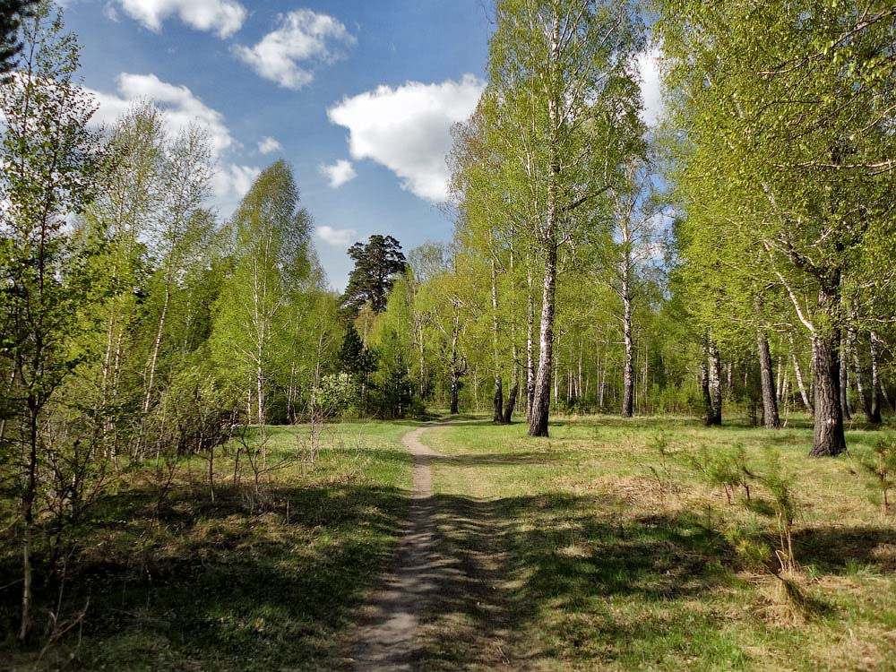 photo "***" tags: landscape, forest, spring