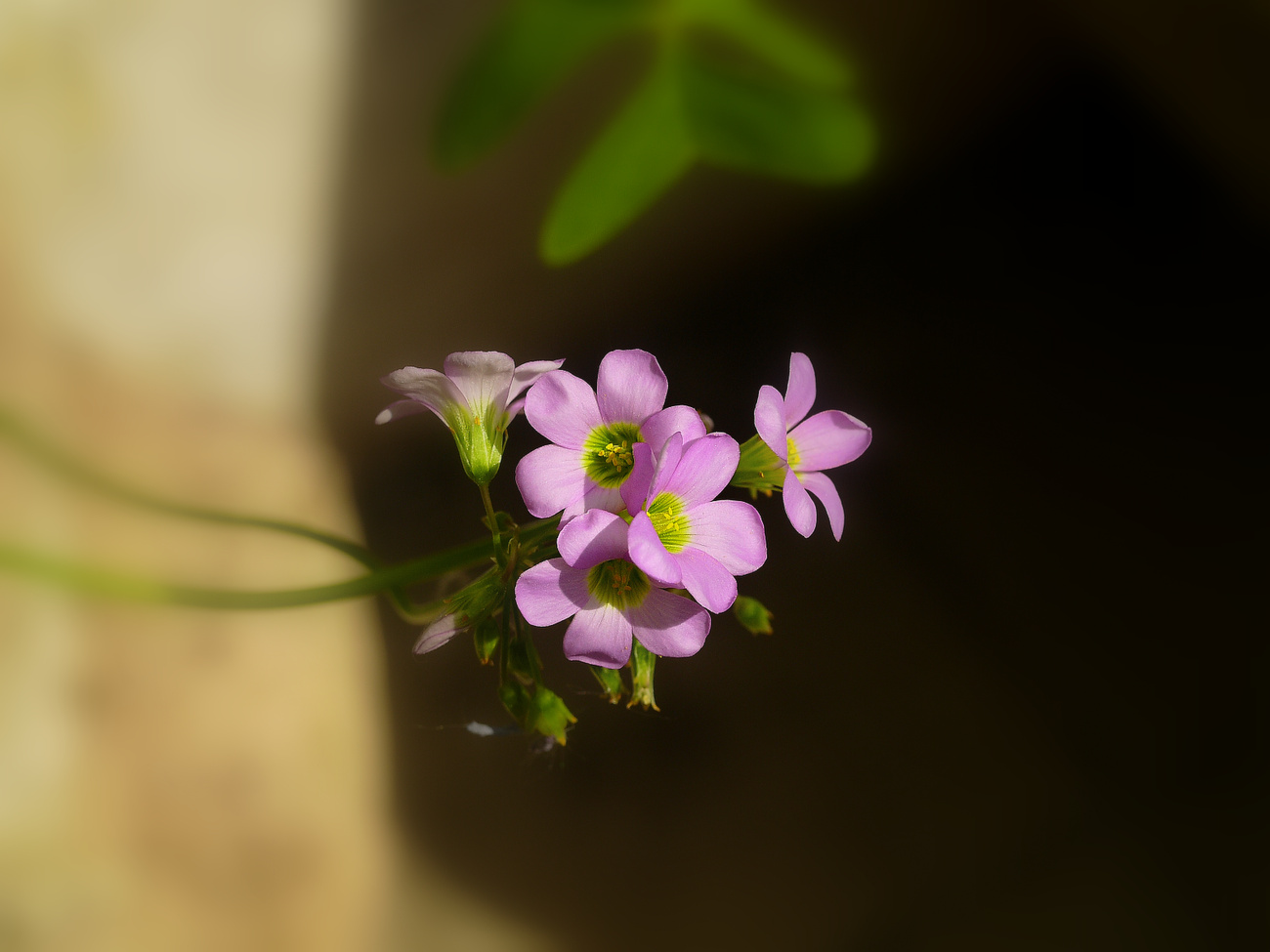 photo "***" tags: nature, flowers