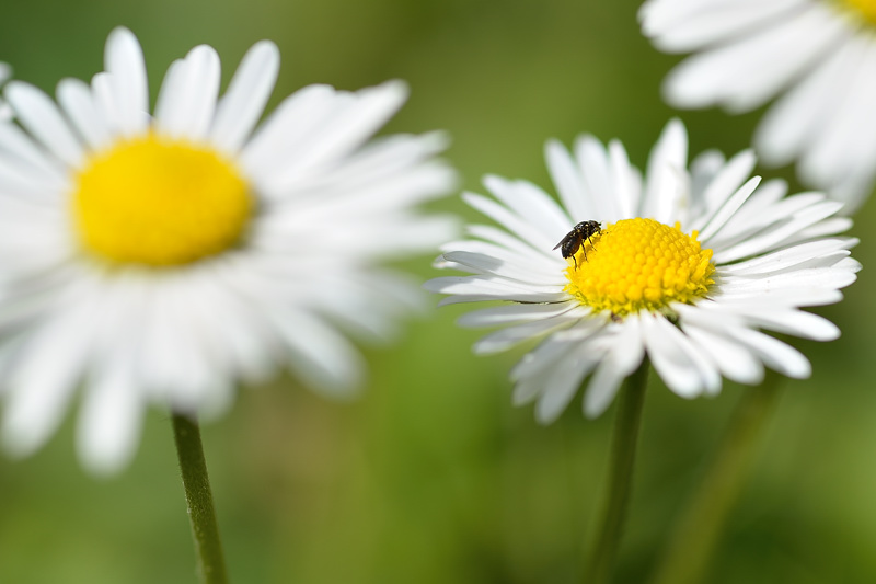 photo "***" tags: nature, flowers, insect