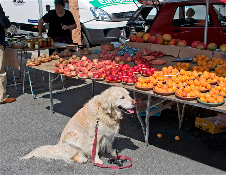 photo "I want MEAT!" tags: genre, nature, pets/farm animals