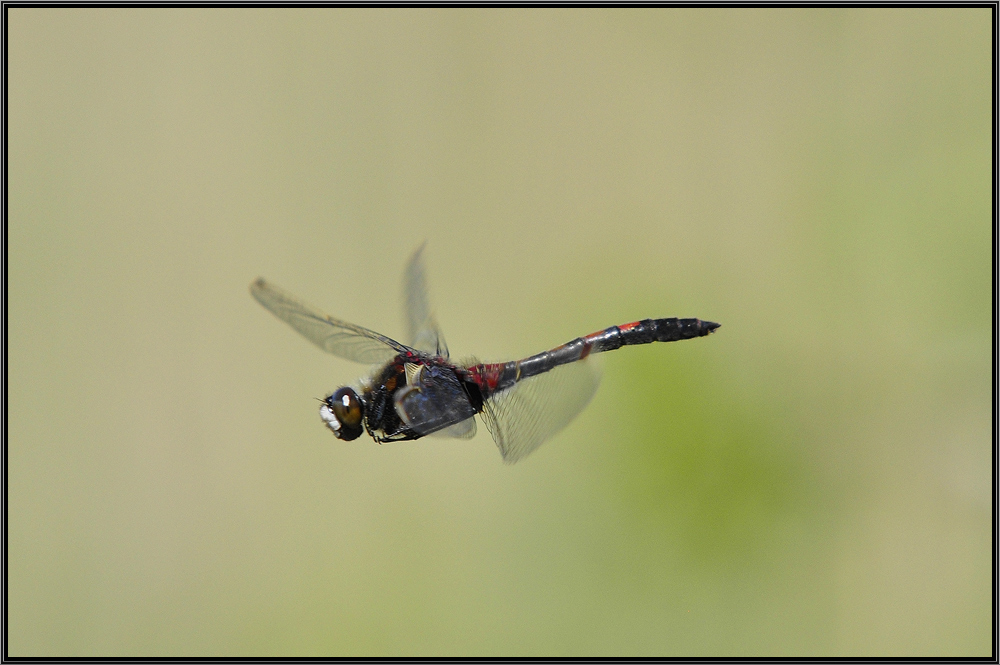 photo "***" tags: nature, insect