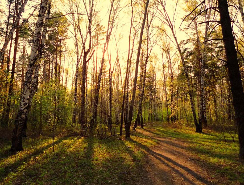 photo "***" tags: landscape, forest