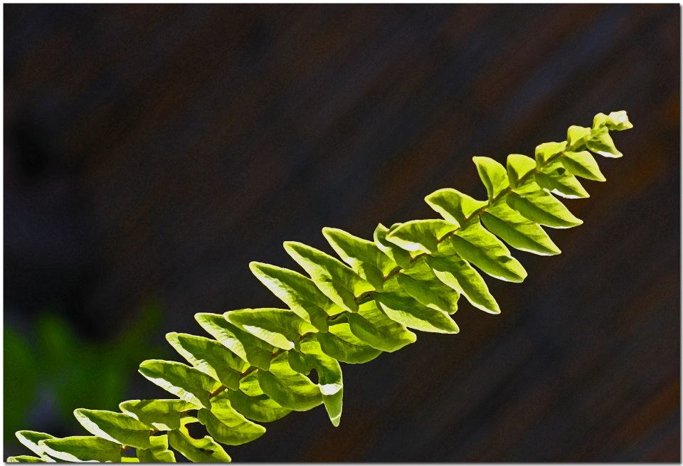 photo "Fern" tags: nature, macro and close-up, flowers