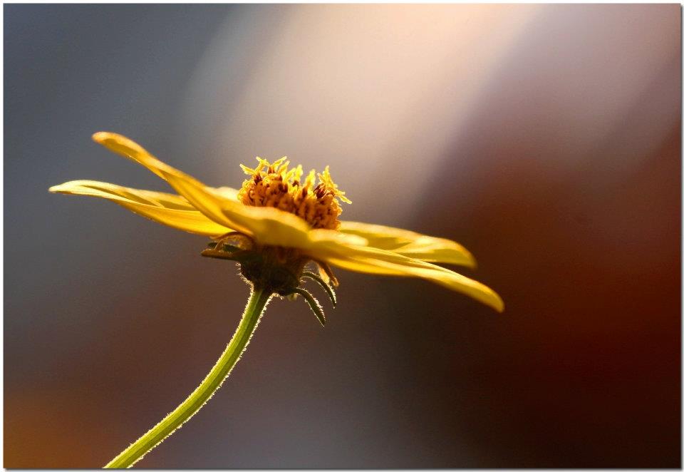 photo "Let There Be Light" tags: nature, macro and close-up, flowers