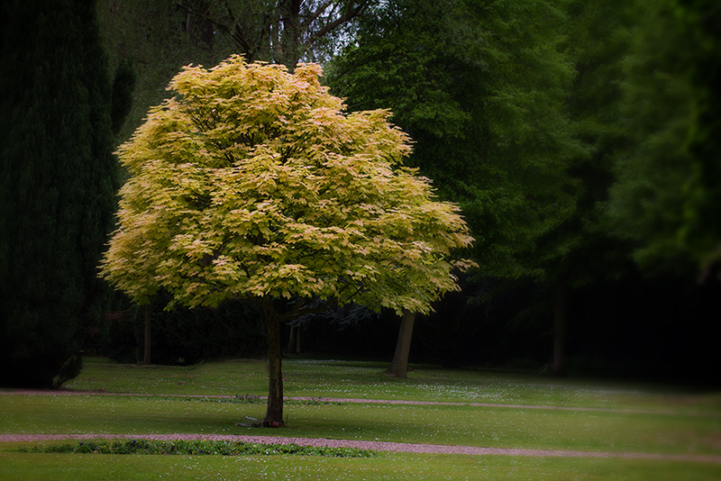 photo "The mood ..." tags: nature, landscape, forest