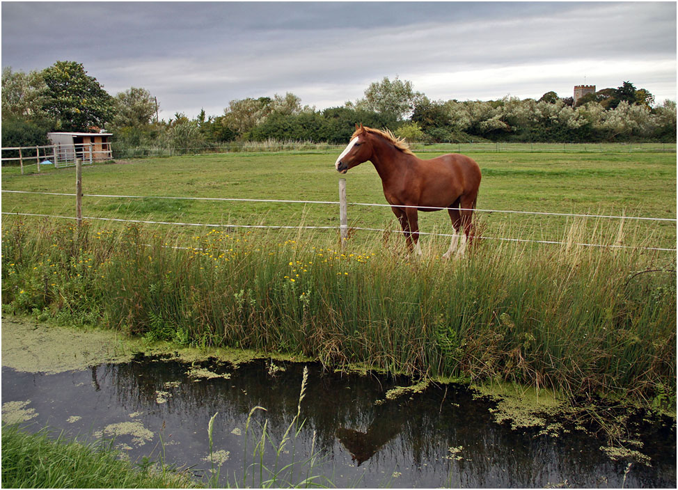 photo "***" tags: nature, pets/farm animals, лошади