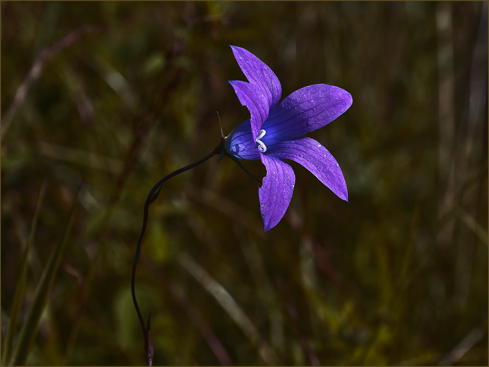 photo "***" tags: nature, flowers