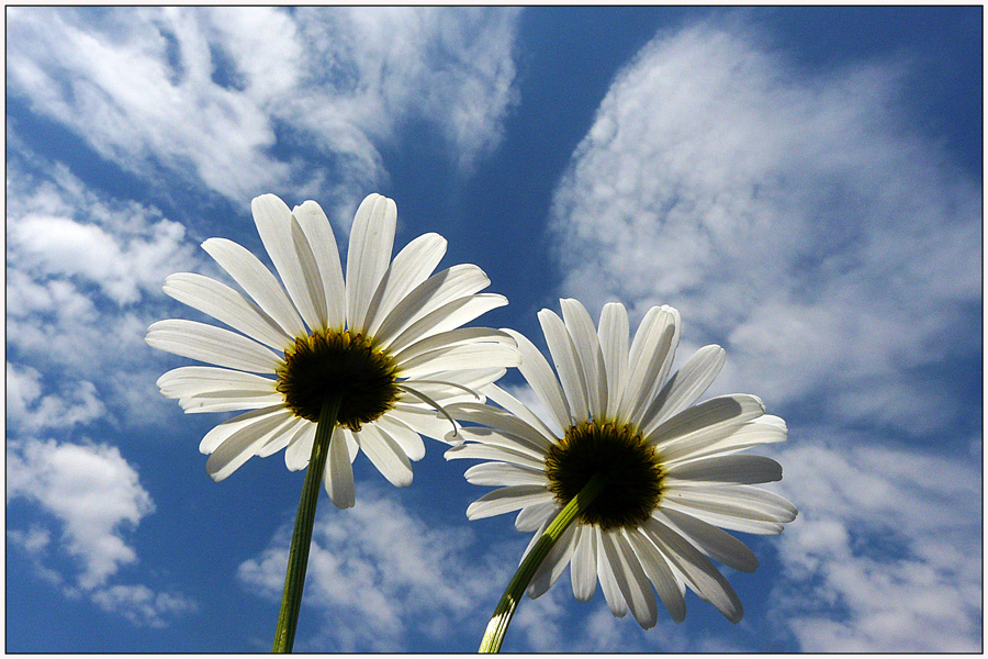 photo "To heaven" tags: , clouds, flowers, sky, spring