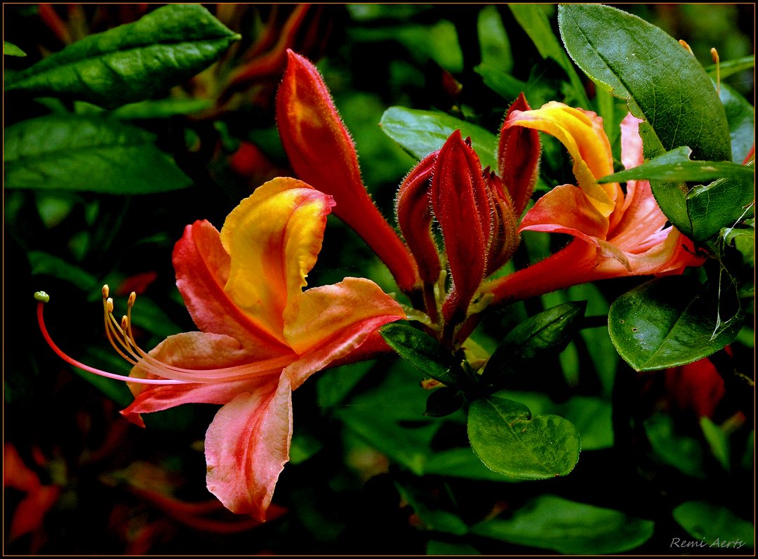 photo "***" tags: nature, flowers