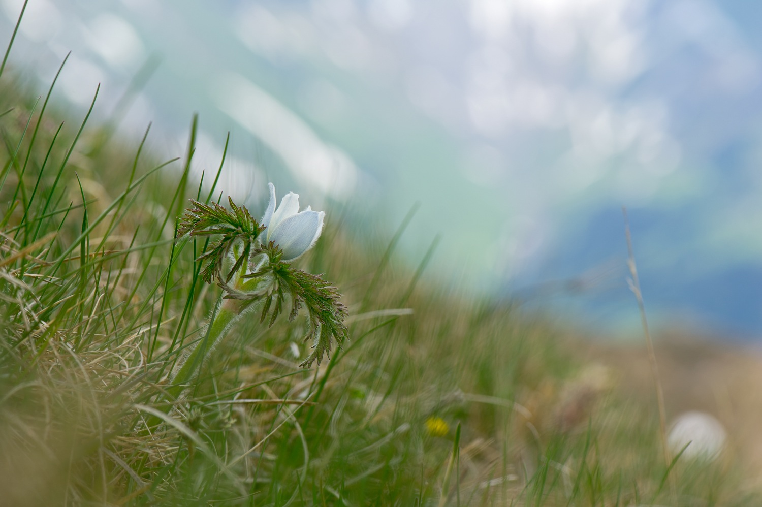 photo "***" tags: macro and close-up, 