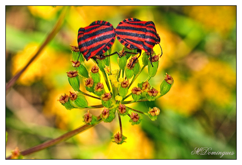 фото "mating stink bugs" метки: природа, макро и крупный план, насекомое