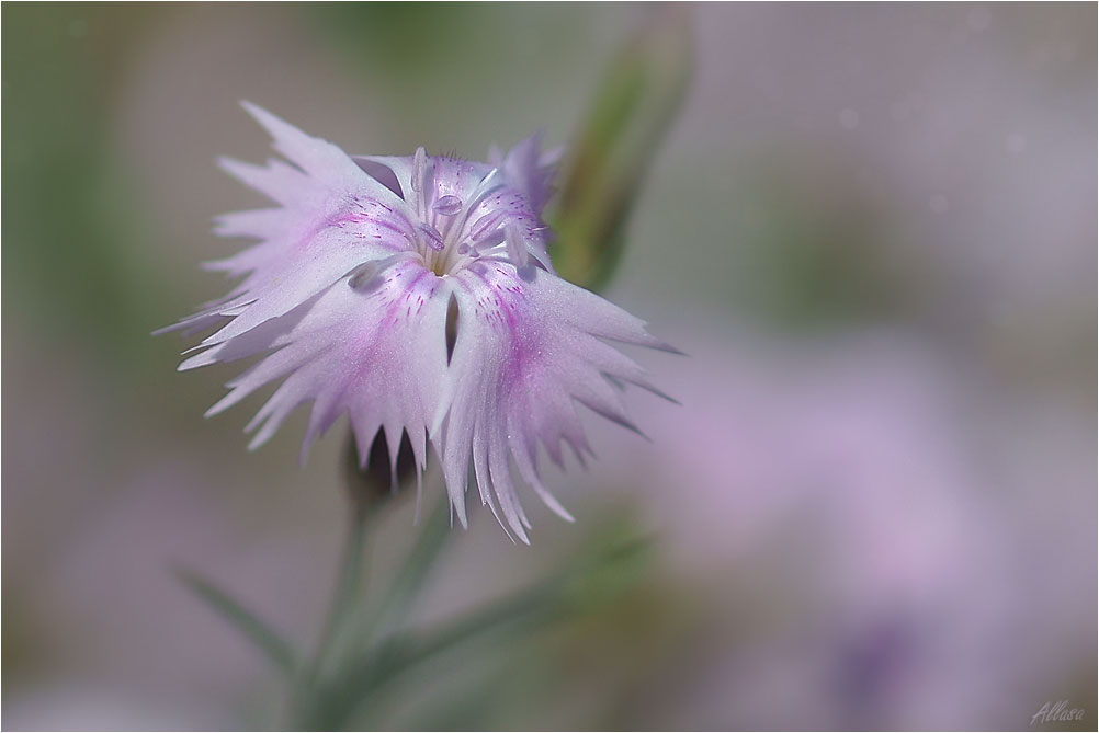 photo "***" tags: nature, flowers