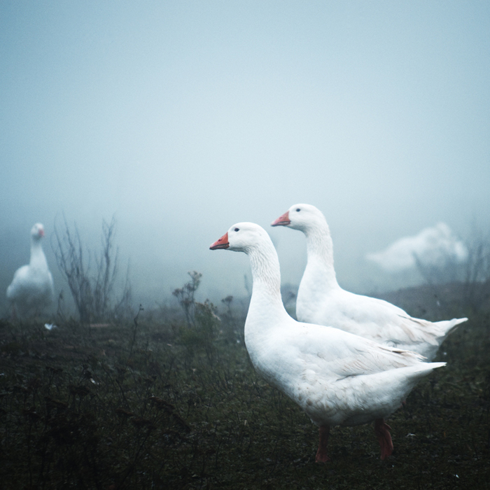 фото "geese II" метки: природа, абстракция, домашние животные