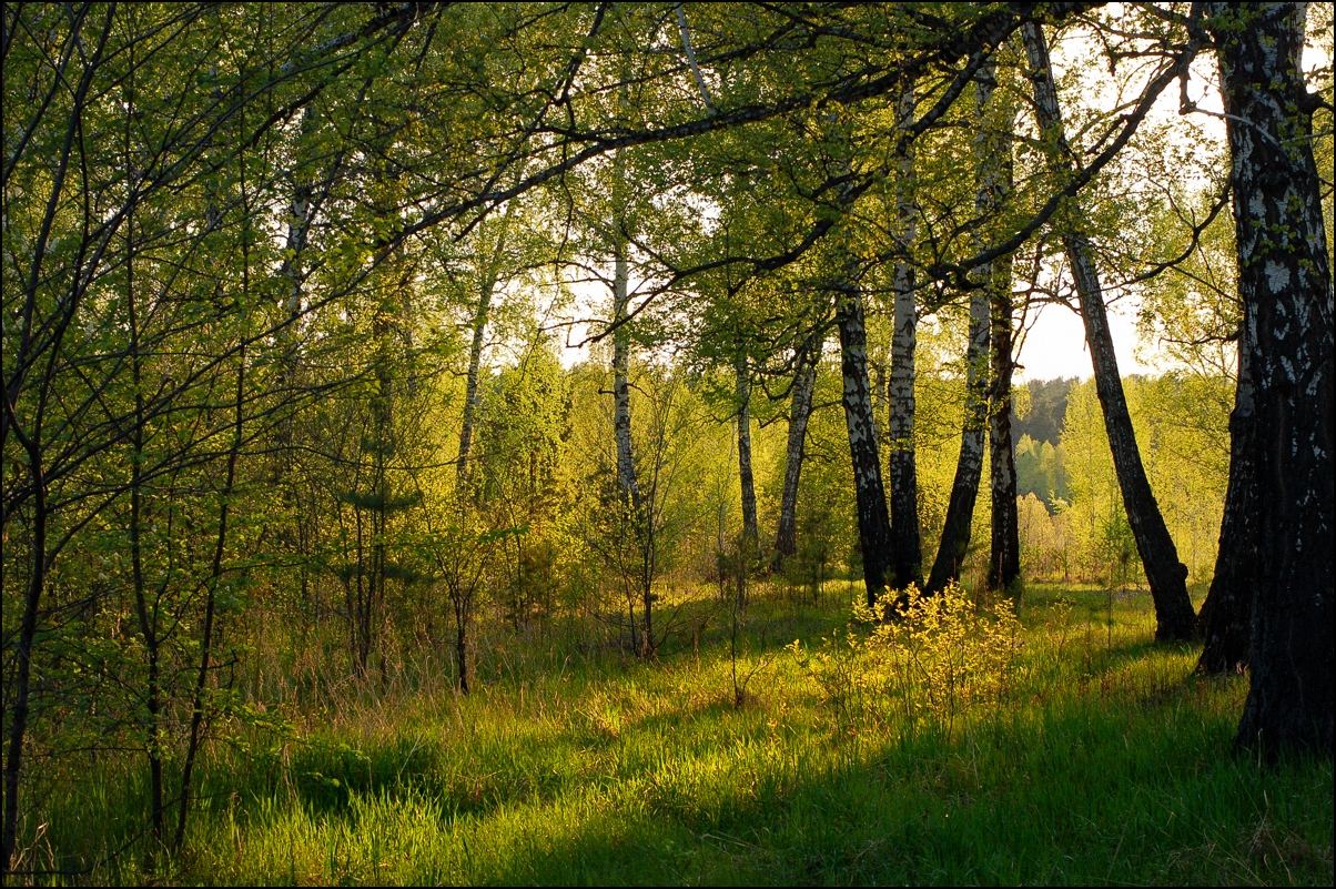 photo "Golden sunset" tags: landscape, forest