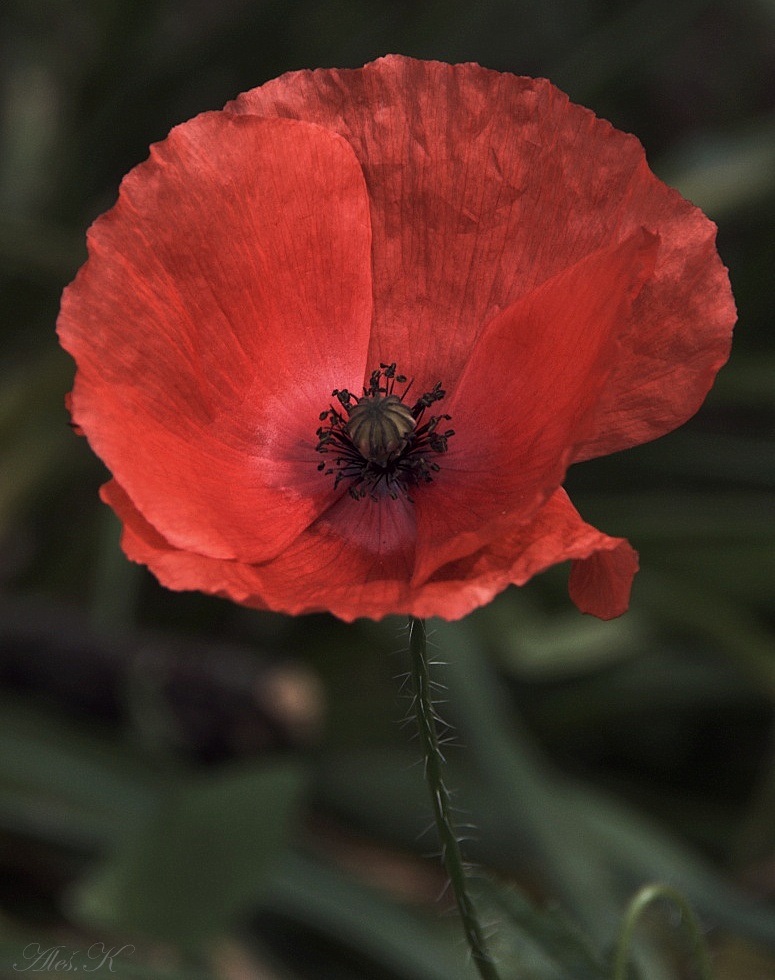 photo "***" tags: nature, flowers