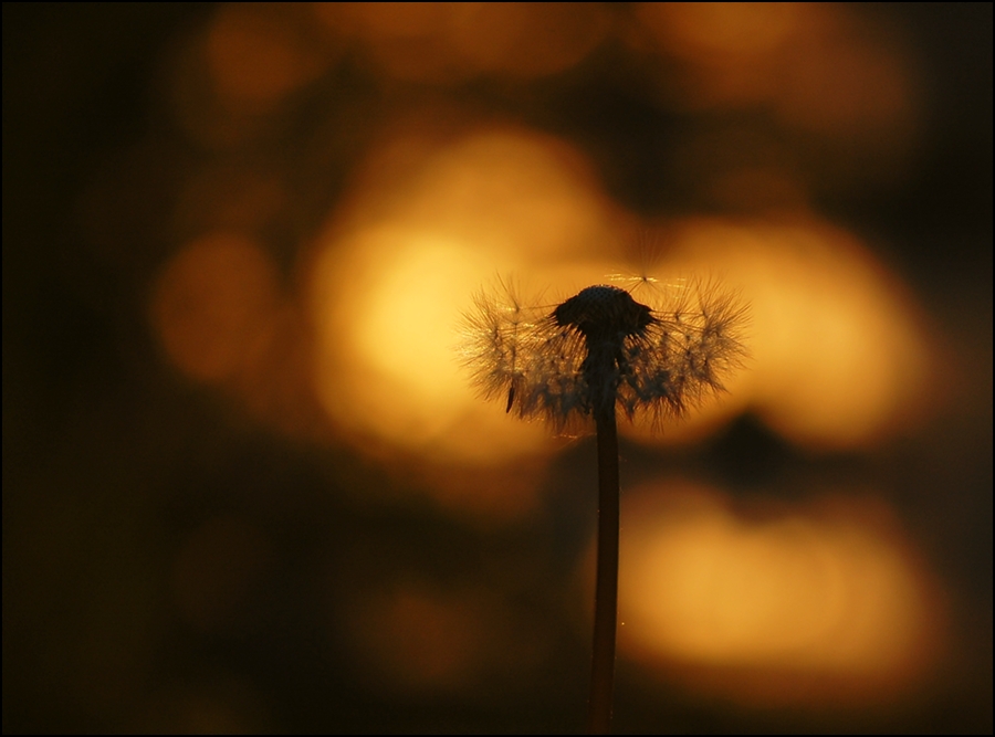 photo "*" tags: nature, flowers