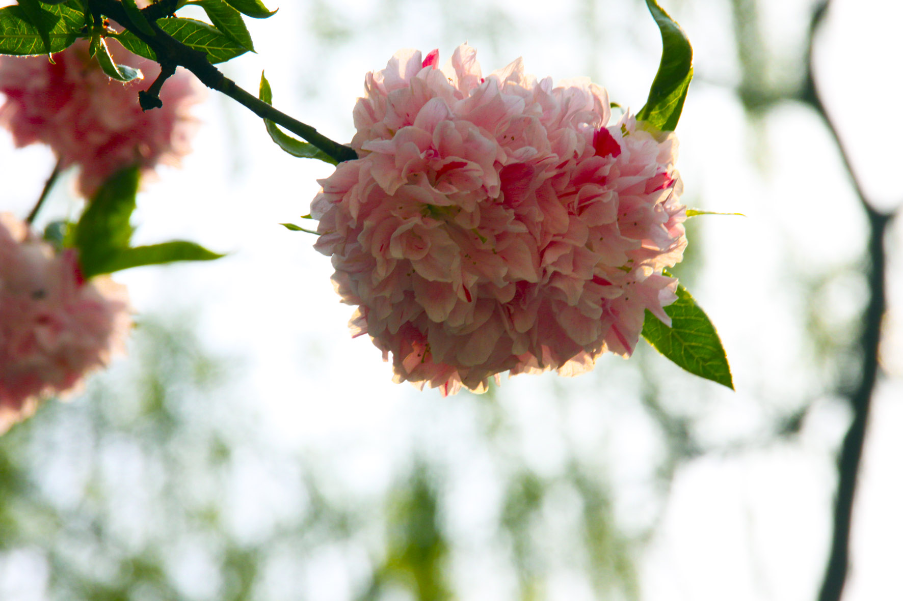 photo "***" tags: nature, flowers