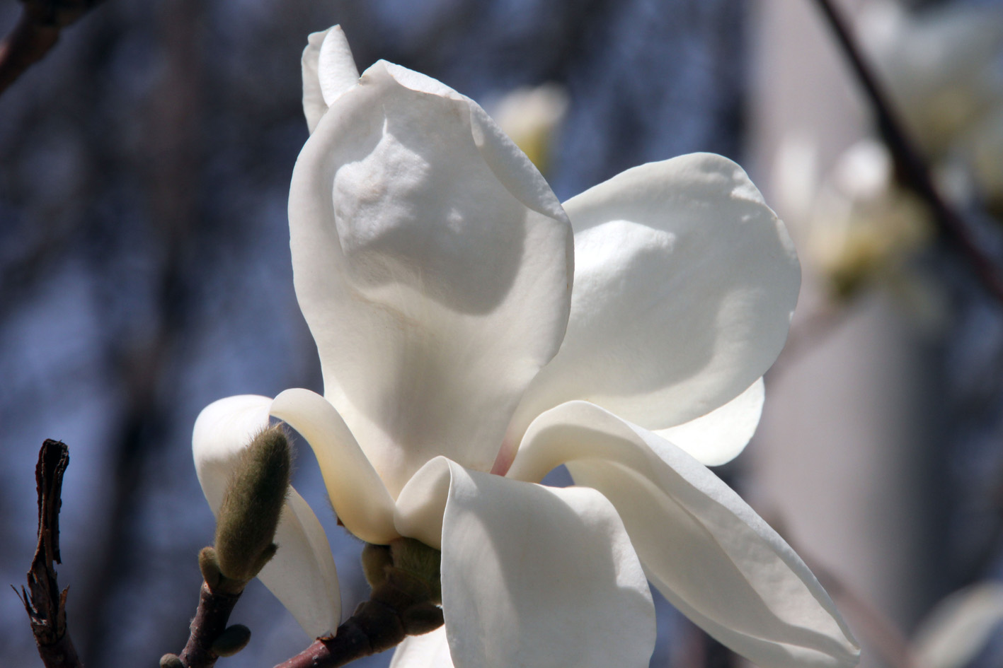 photo "***" tags: nature, flowers