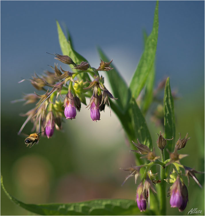 photo "***" tags: nature, flowers, insect