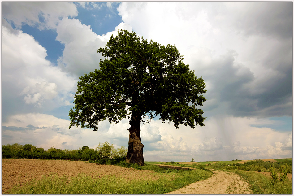 photo "Oak of the way" tags: landscape, clouds, summer, tree