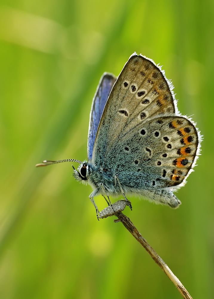 photo "Голубянка,бабочка,макро" tags: macro and close-up, nature, insect