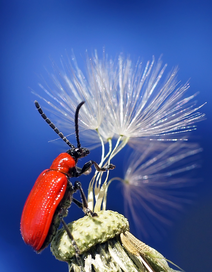 photo "лилейная трещалка,жук,макро" tags: macro and close-up, nature, insect