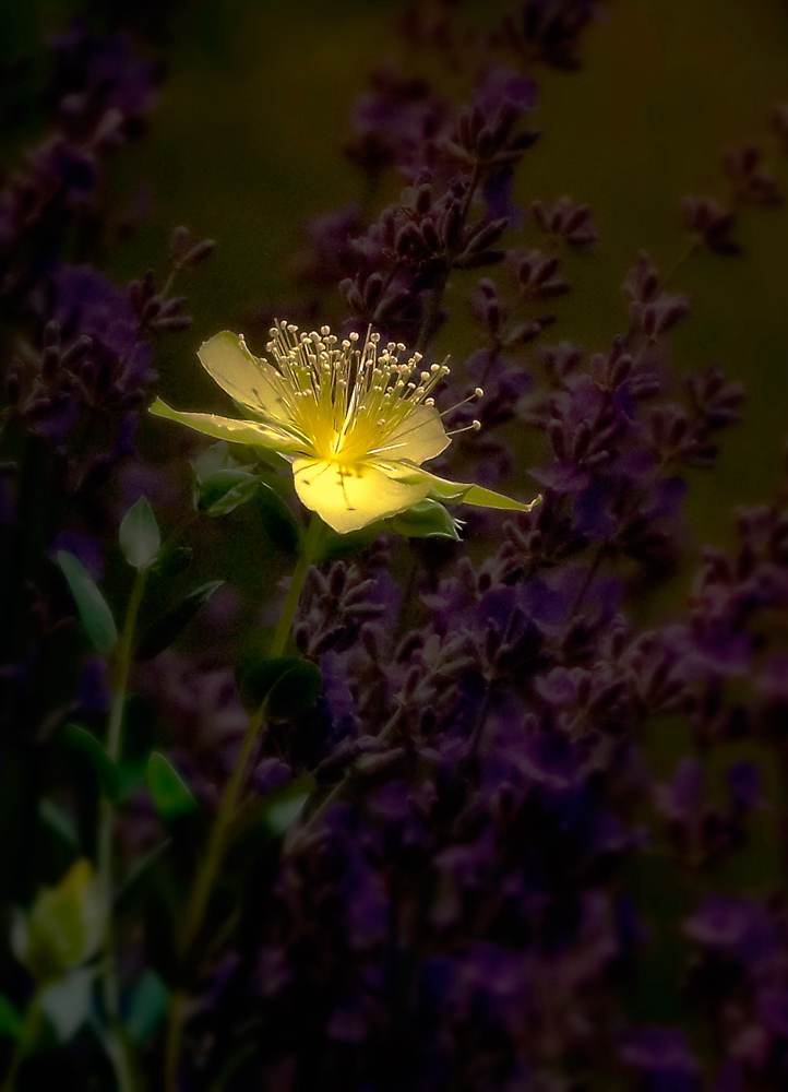 photo "***" tags: nature, flowers