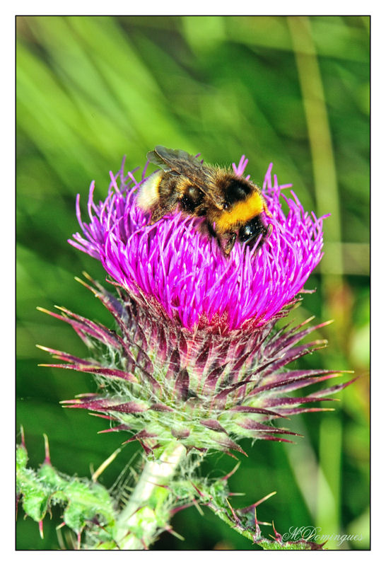 photo "Wild artichoke" tags: nature, macro and close-up, flowers